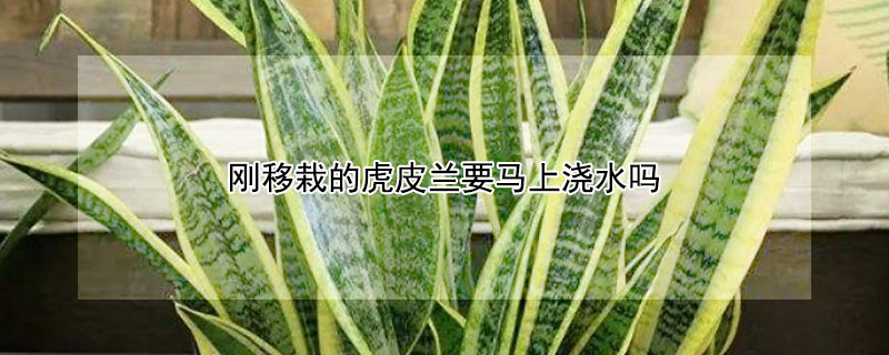 剛移栽的虎皮蘭要馬上澆水嗎