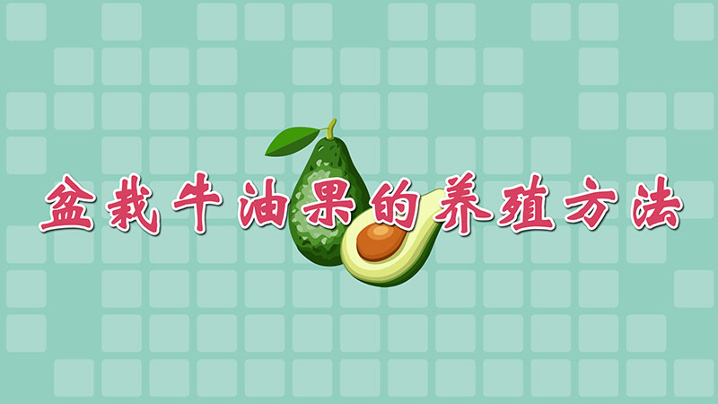 盆栽牛油果的養(yǎng)殖方法
