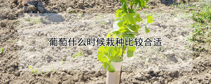 葡萄什么時候栽種比較合適