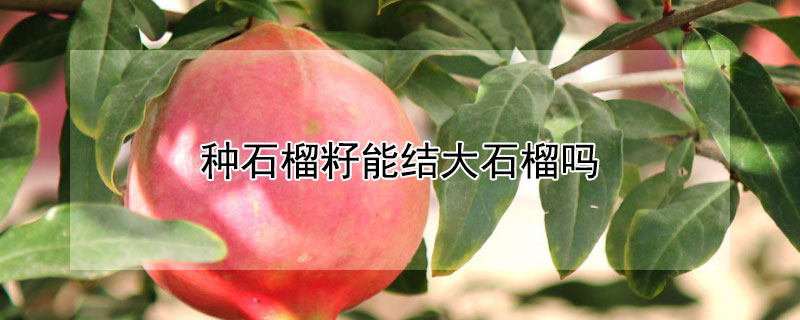 種石榴籽能結(jié)大石榴嗎