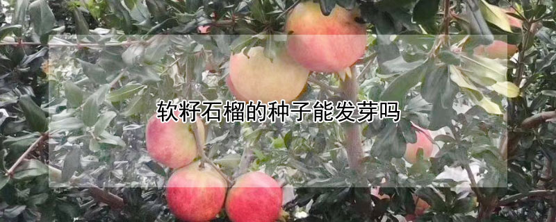 軟籽石榴的種子能發(fā)芽嗎