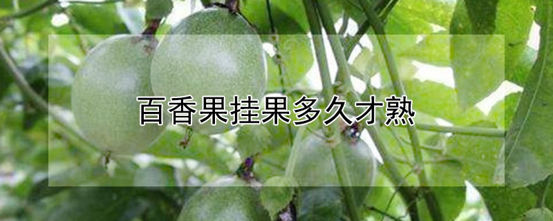 百香果掛果多久才熟