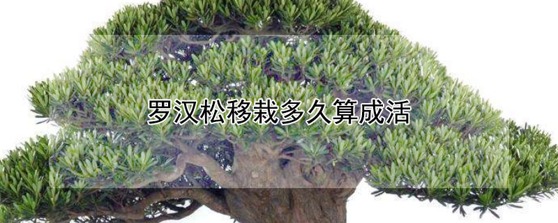 羅漢松移栽多久算成活