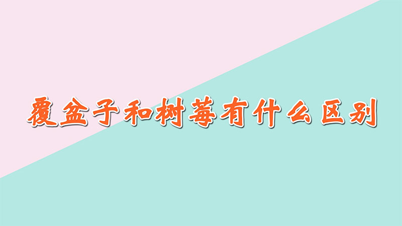 覆盆子和樹莓有什么區別