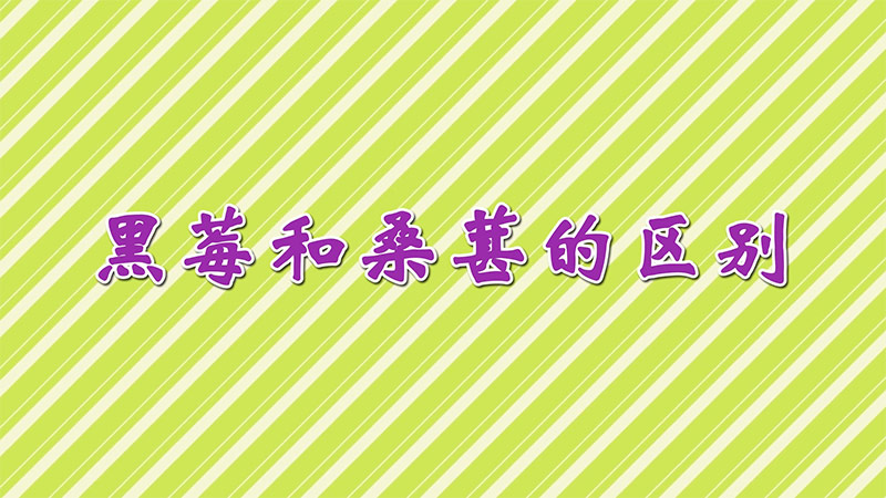 黑莓和桑葚的區別
