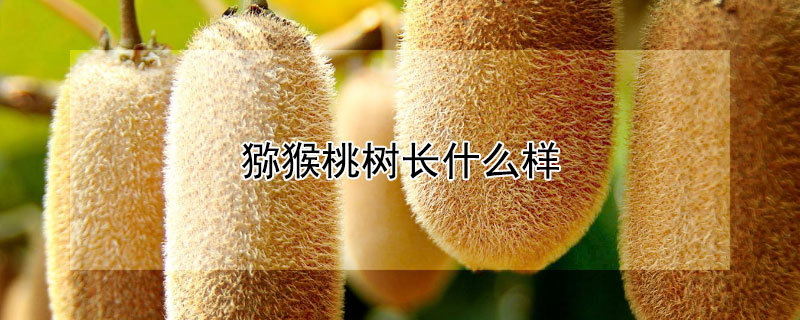 獼猴桃樹長什么樣