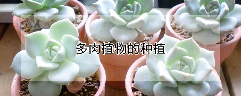 多肉植物的種植