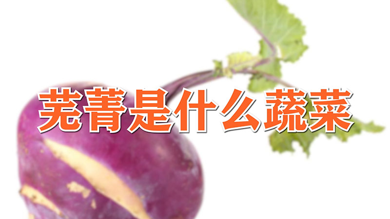 蕪菁是什么蔬菜