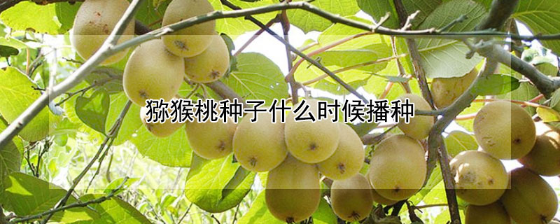 獼猴桃種子什么時候播種