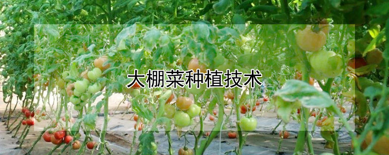 大棚菜種植技術