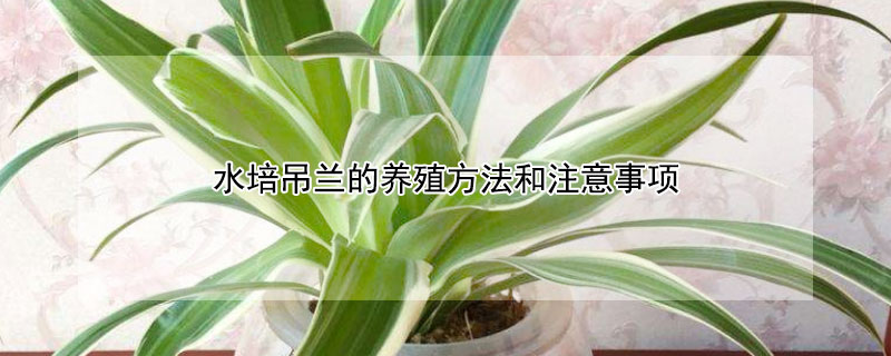 水培吊蘭的養(yǎng)殖方法和注意事項(xiàng)