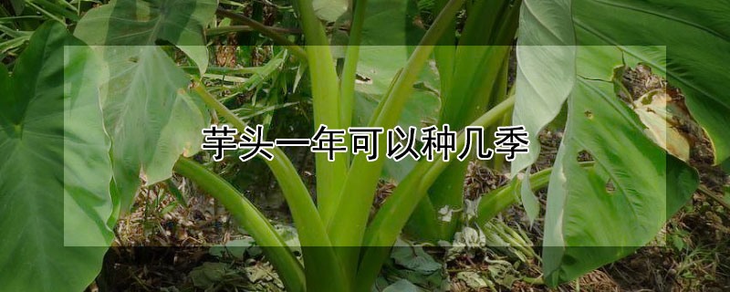 芋頭一年可以種幾季