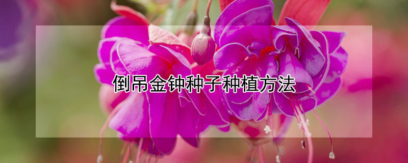 倒吊金鐘種子種植方法