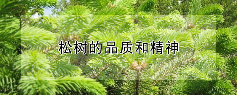 松樹的品質和精神