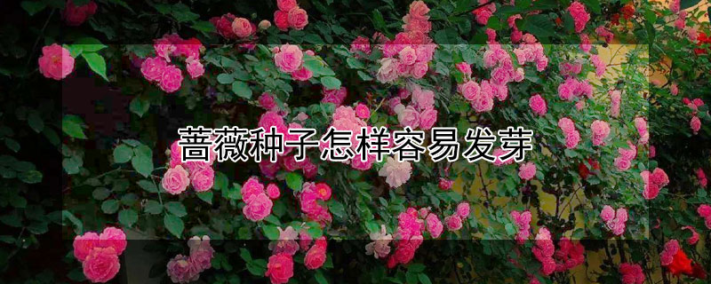 薔薇種子怎樣容易發(fā)芽