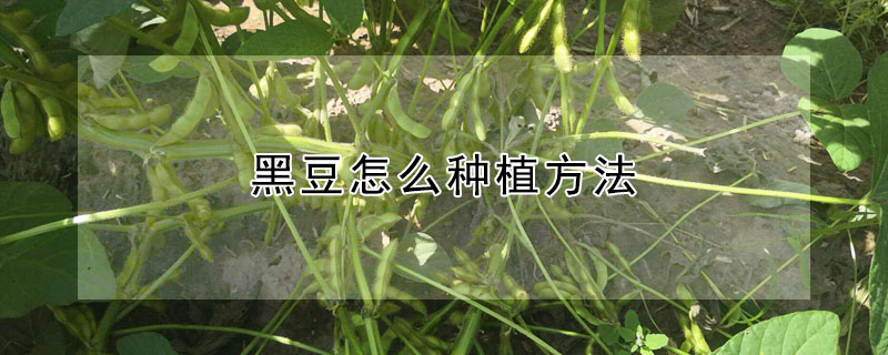 黑豆怎么種植方法