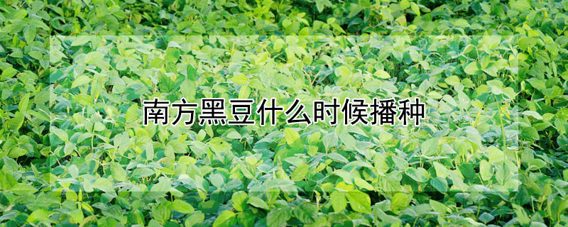 南方黑豆什么時候播種