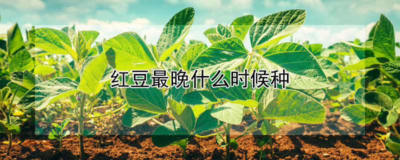 紅豆最晚什么時(shí)候種
