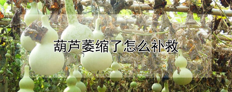 葫蘆萎縮了怎么補(bǔ)救