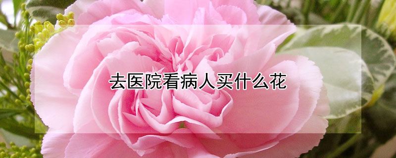 去醫(yī)院看病人買什么花