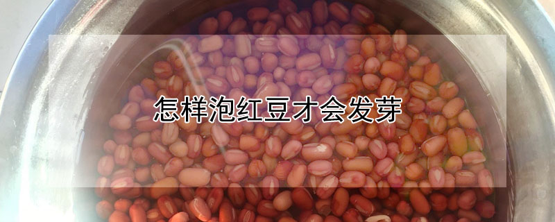 怎樣泡紅豆才會(huì)發(fā)芽