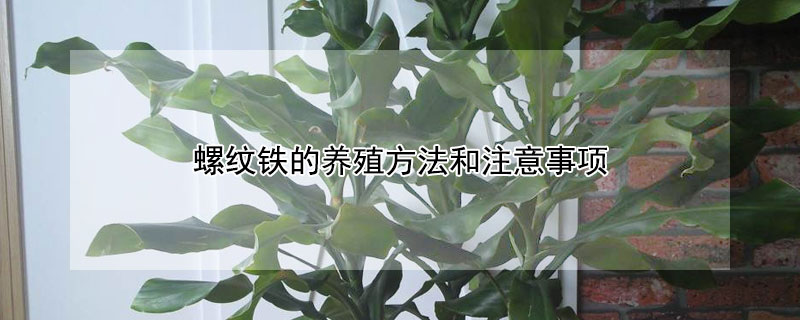 螺紋鐵的養(yǎng)殖方法和注意事項
