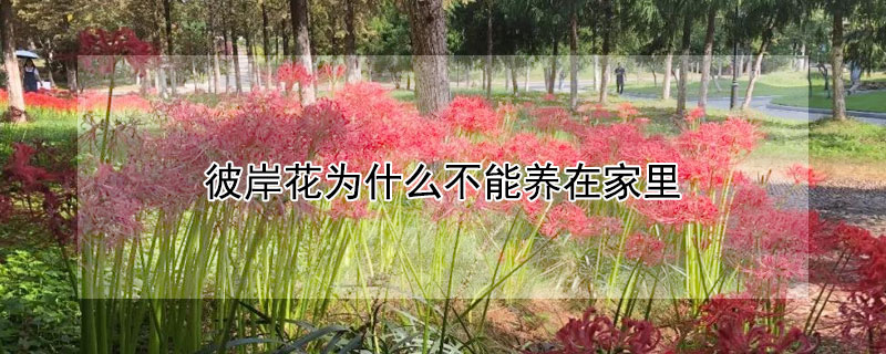 彼岸花為什么不能養在家里