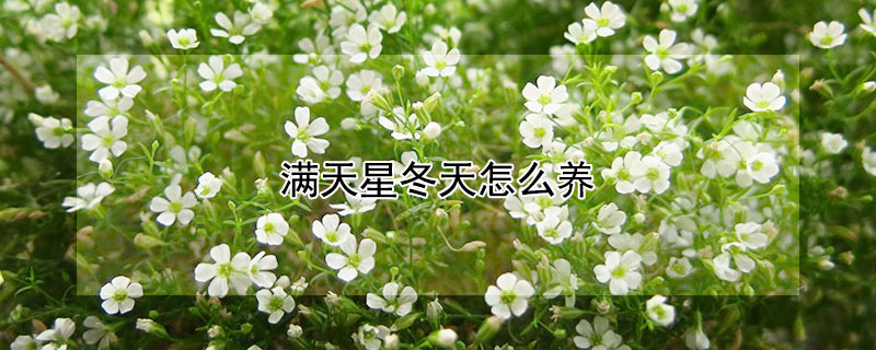 滿天星冬天怎么養(yǎng)