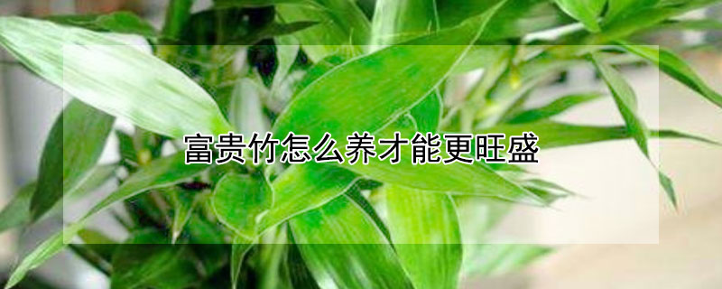 富貴竹怎么養(yǎng)才能更旺盛