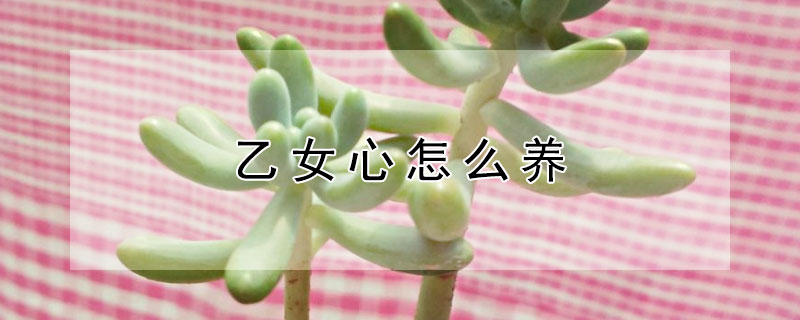乙女心怎么養