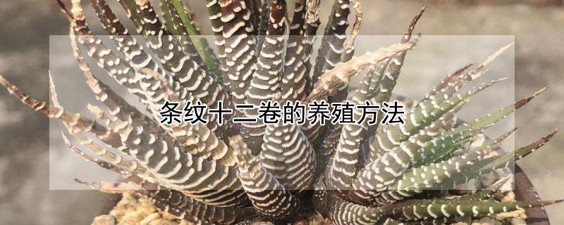 條紋十二卷的養殖方法