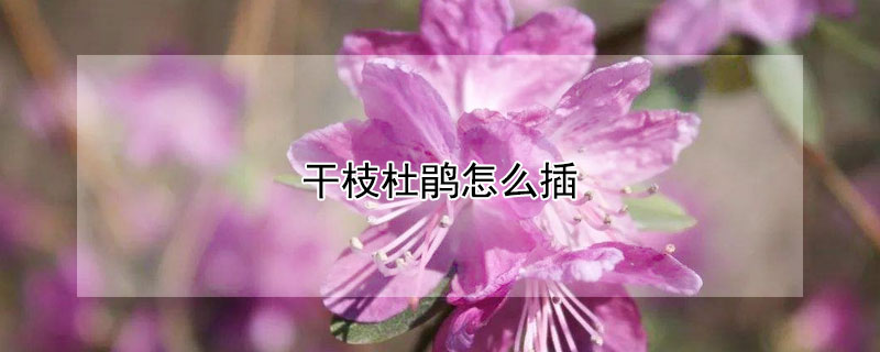干枝杜鵑怎么插