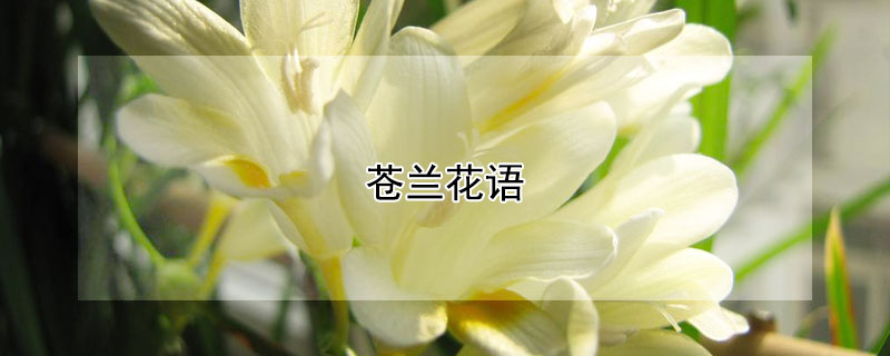 蒼蘭花語(yǔ)