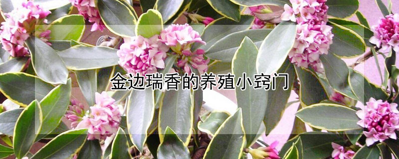 金邊瑞香的養(yǎng)殖小竅門