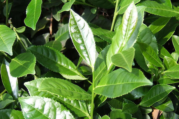 鐵觀音是綠茶嗎