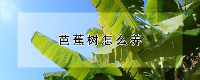 芭蕉樹(shù)怎么養(yǎng)