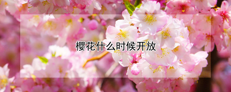 櫻花什么時候開放