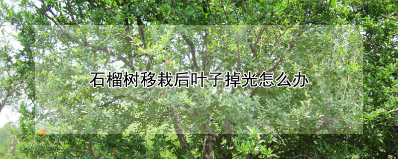 石榴樹移栽后葉子掉光怎么辦