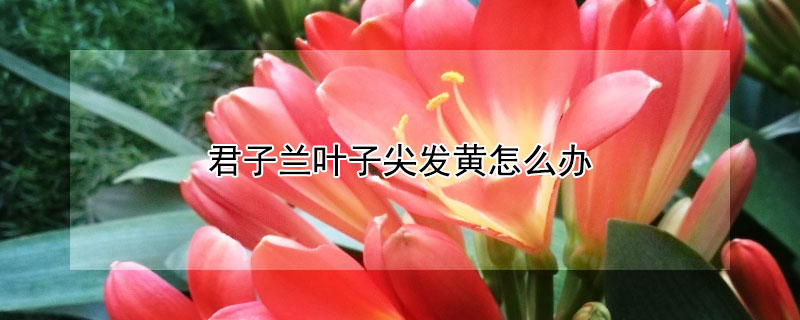 君子蘭葉子尖發黃怎么辦