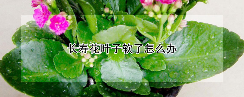 長壽花葉子軟了怎么辦