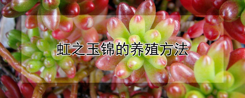 虹之玉錦的養(yǎng)殖方法
