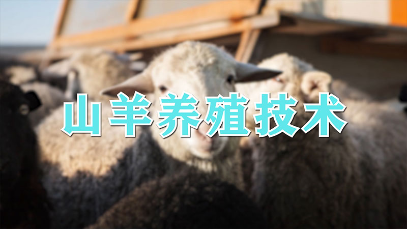 山羊養殖技術