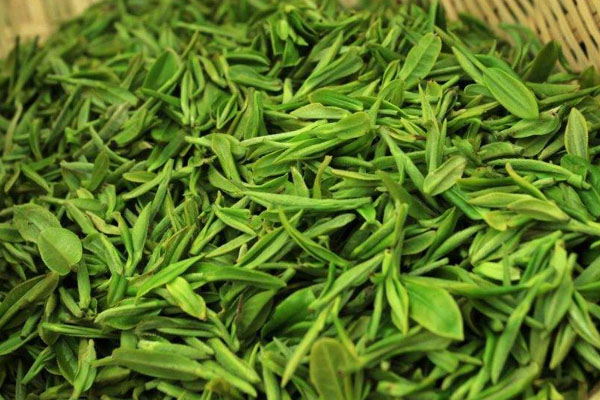 毛尖屬于什么茶