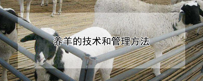 養羊的技術和管理方法