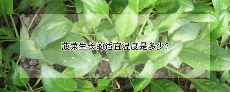 菠菜生長的適宜溫度是多少?