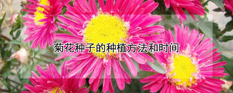 菊花種子的種植方法和時間