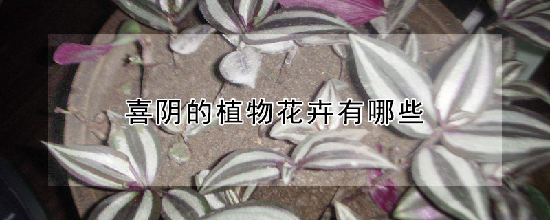 喜陰的植物花卉有哪些