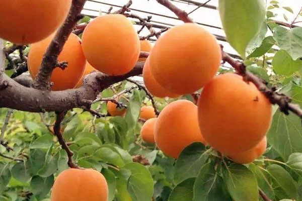 杏子什么季節成熟