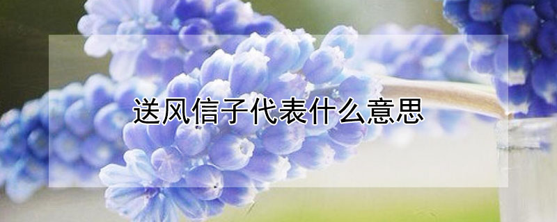 送風(fēng)信子代表什么意思