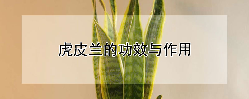虎皮蘭的功效與作用